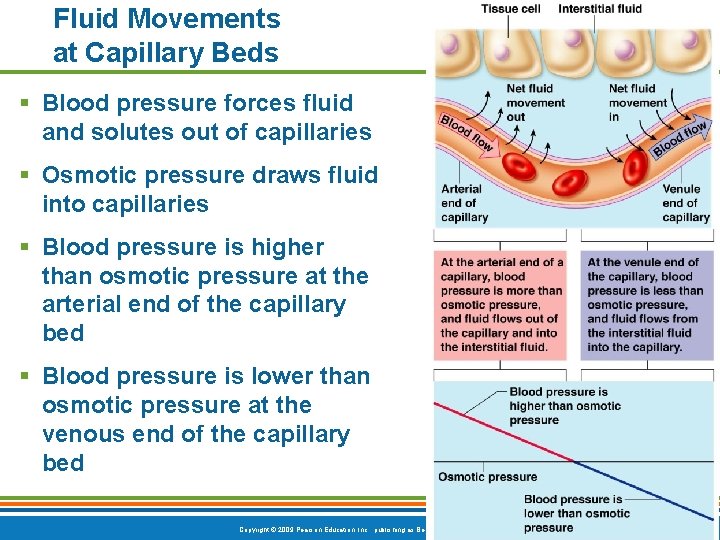 Fluid Movements at Capillary Beds § Blood pressure forces fluid and solutes out of