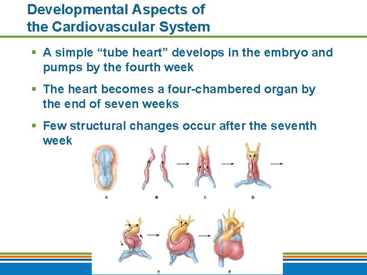 Developmental Aspects of the Cardiovascular System § A simple “tube heart” develops in the