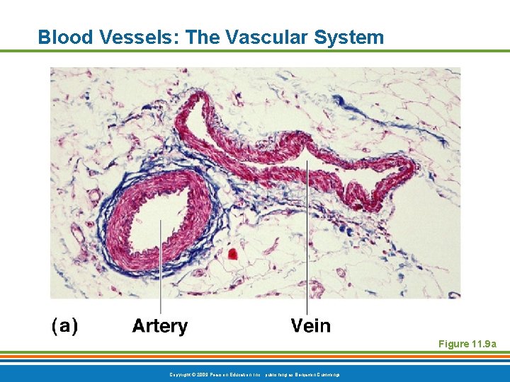 Blood Vessels: The Vascular System Figure 11. 9 a Copyright © 2009 Pearson Education,