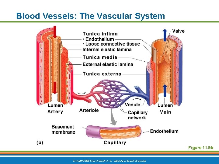 Blood Vessels: The Vascular System Figure 11. 9 b Copyright © 2009 Pearson Education,