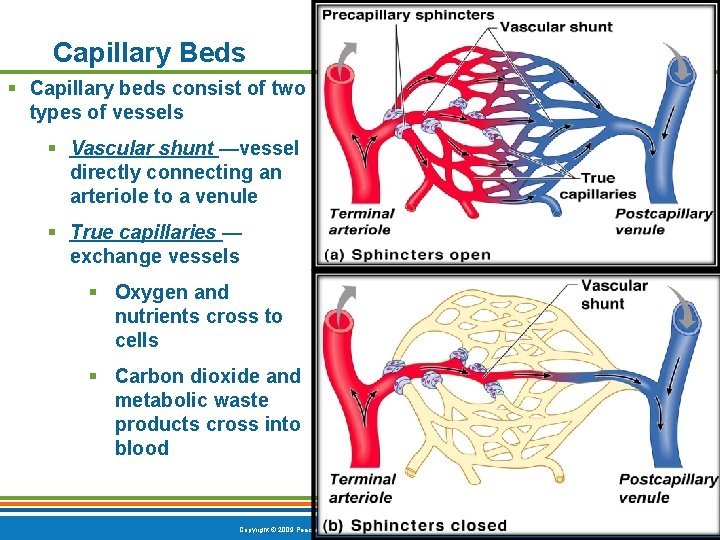 Capillary Beds § Capillary beds consist of two types of vessels § Vascular shunt