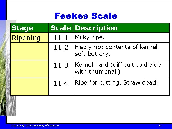 Feekes Scale Stage Ripening Scale Description 11. 1 Milky ripe. 11. 2 Mealy rip;