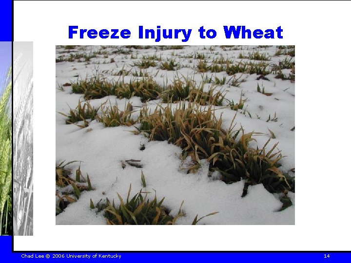 Freeze Injury to Wheat Chad Lee © 2006 University of Kentucky 14 