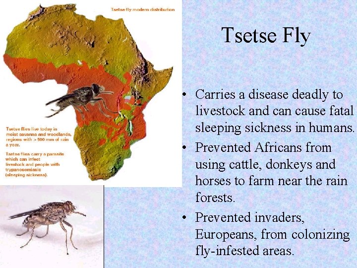 Tsetse Fly • Carries a disease deadly to livestock and can cause fatal sleeping
