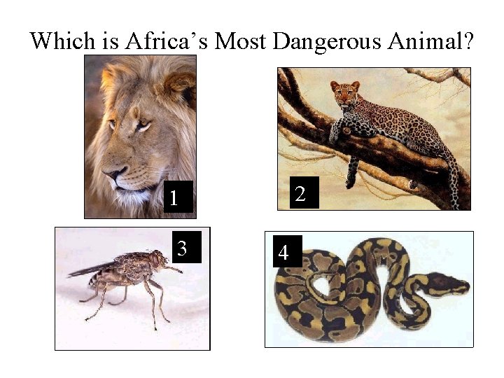 Which is Africa’s Most Dangerous Animal? 2 1 3 4 