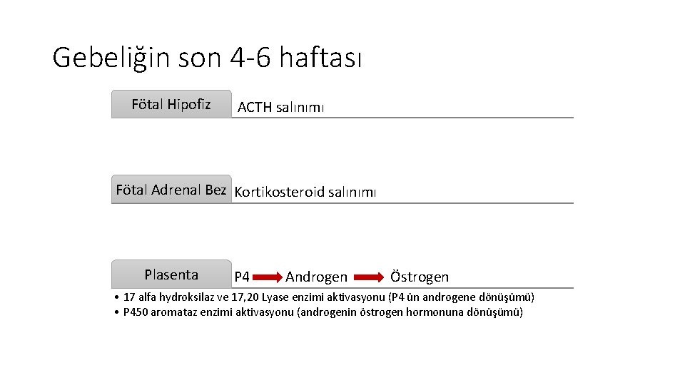 Gebeliğin son 4 -6 haftası Fötal Hipofiz ACTH salınımı Fötal Adrenal Bez Kortikosteroid salınımı