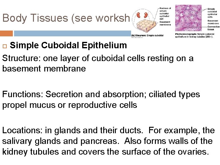 Body Tissues (see worksheet!) Simple Cuboidal Epithelium Structure: one layer of cuboidal cells resting