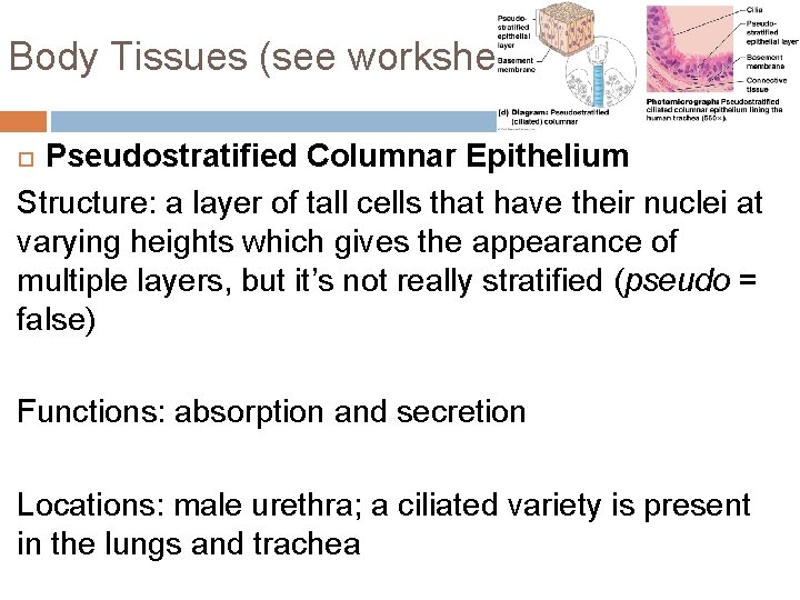 Body Tissues (see worksheet!) Pseudostratified Columnar Epithelium Structure: a layer of tall cells that