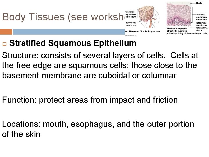 Body Tissues (see worksheet!) Stratified Squamous Epithelium Structure: consists of several layers of cells.