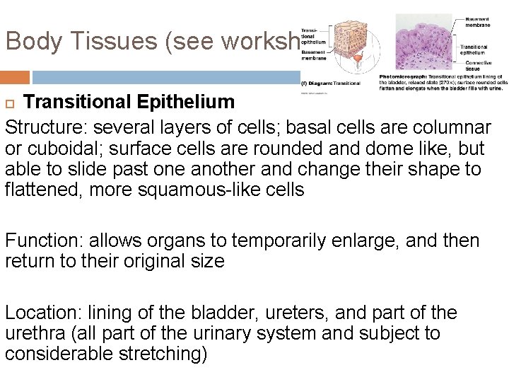 Body Tissues (see worksheet!) Transitional Epithelium Structure: several layers of cells; basal cells are