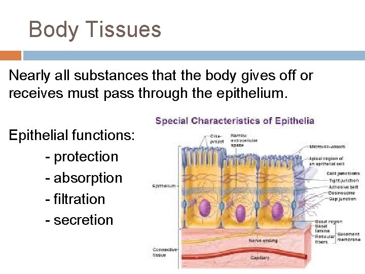 Body Tissues Nearly all substances that the body gives off or receives must pass