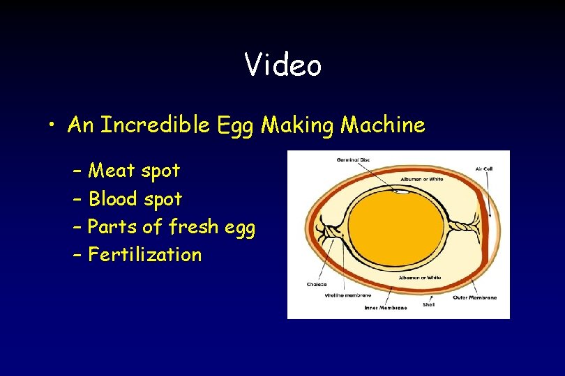 Video • An Incredible Egg Making Machine – – Meat spot Blood spot Parts