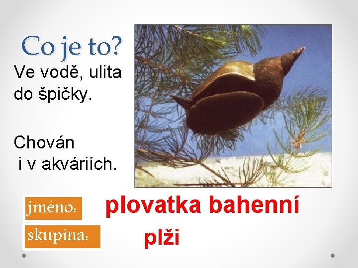 Co je to? Ve vodě, ulita do špičky. Chován i v akváriích. jméno: skupina: