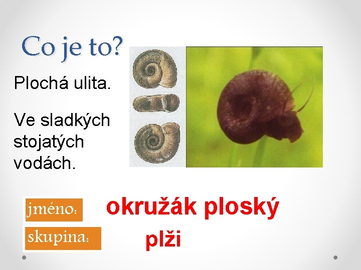 Co je to? Plochá ulita. Ve sladkých stojatých vodách. jméno: skupina: okružák ploský plži