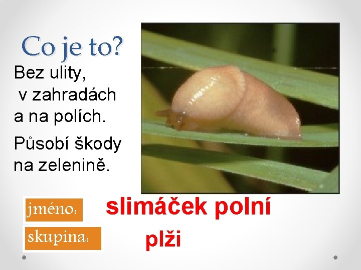 Co je to? Bez ulity, v zahradách a na polích. Působí škody na zelenině.