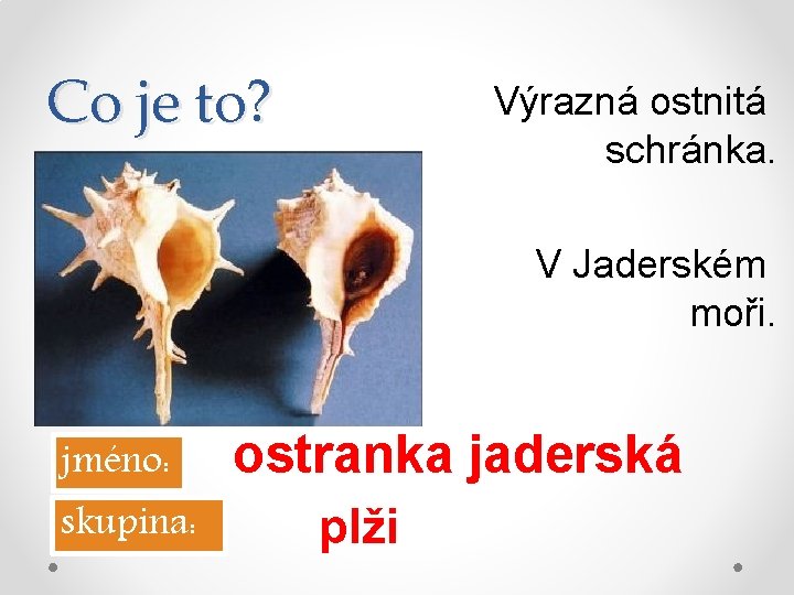 Co je to? Výrazná ostnitá schránka. V Jaderském moři. jméno: skupina: ostranka jaderská plži