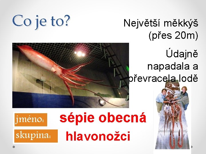 Co je to? Největší měkkýš (přes 20 m) Údajně napadala a převracela lodě jméno: