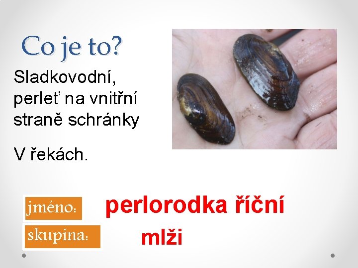 Co je to? Sladkovodní, perleť na vnitřní straně schránky V řekách. jméno: skupina: perlorodka