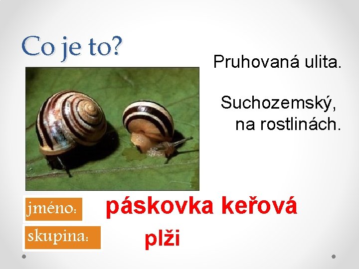 Co je to? Pruhovaná ulita. Suchozemský, na rostlinách. jméno: skupina: páskovka keřová plži 