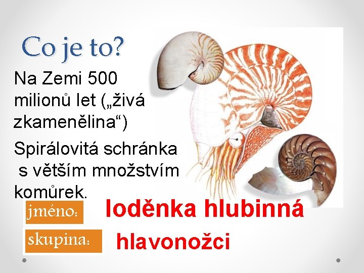 Co je to? Na Zemi 500 milionů let („živá zkamenělina“) Spirálovitá schránka s větším