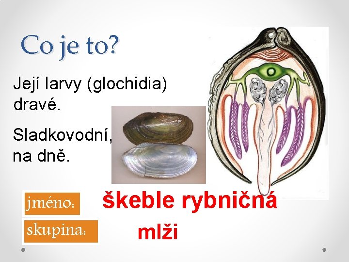 Co je to? Její larvy (glochidia) dravé. Sladkovodní, na dně. jméno: skupina: škeble rybničná