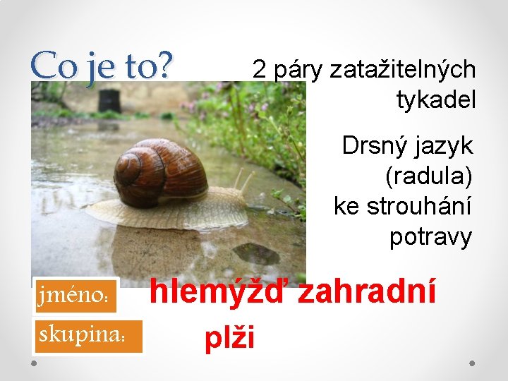 Co je to? 2 páry zatažitelných tykadel Drsný jazyk (radula) ke strouhání potravy jméno: