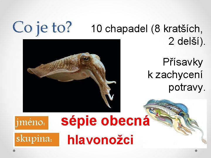 Co je to? 10 chapadel (8 kratších, 2 delší). Přísavky k zachycení potravy. jméno: