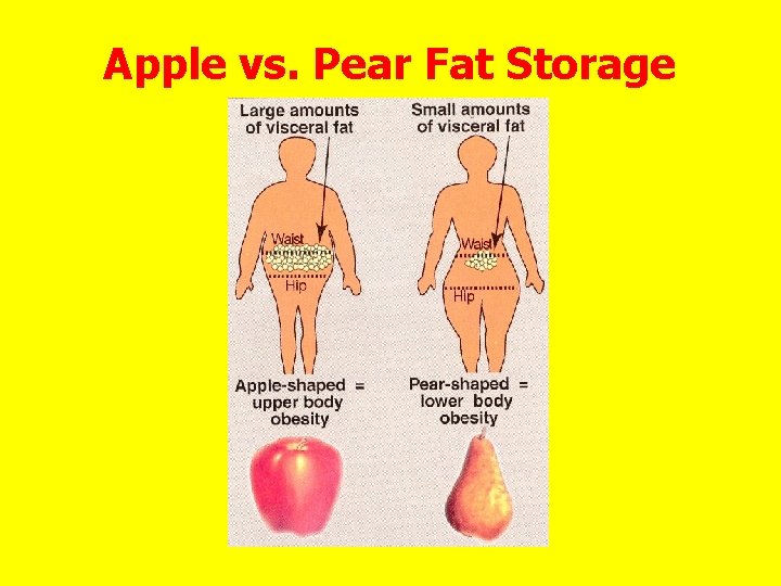 Apple vs. Pear Fat Storage 