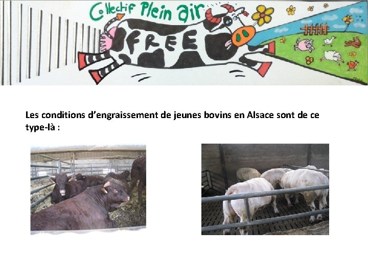 Les conditions d’engraissement de jeunes bovins en Alsace sont de ce type-là : 