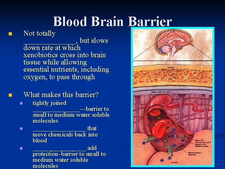 Blood Brain Barrier n Not totally _______, but slows down rate at which xenobiotics