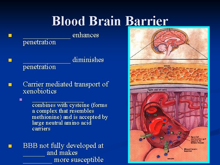 Blood Brain Barrier n _______ enhances penetration n _______ diminishes penetration n Carrier mediated