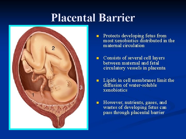 Placental Barrier n Protects developing fetus from most xenobiotics distributed in the maternal circulation