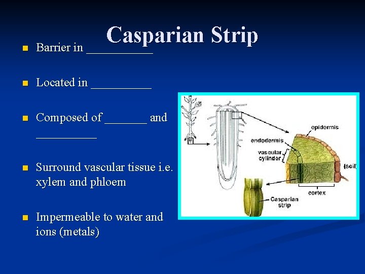 n Casparian Strip Barrier in ______ n Located in _____ n Composed of _______