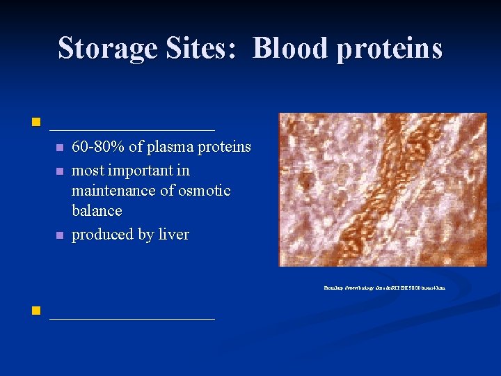 Storage Sites: Blood proteins n _________ n n n 60 -80% of plasma proteins