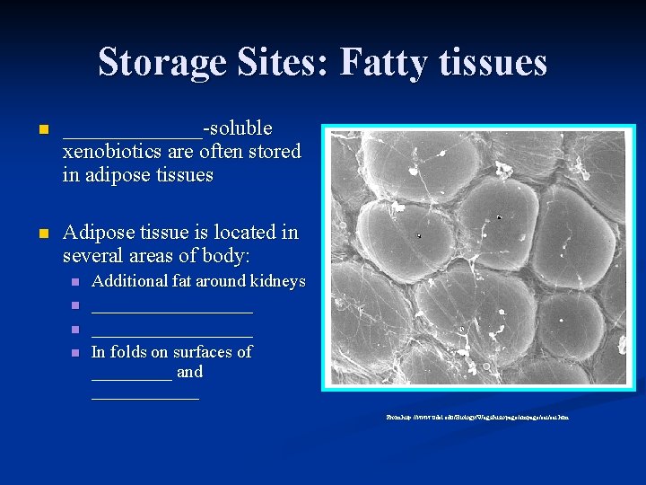 Storage Sites: Fatty tissues n _______-soluble xenobiotics are often stored in adipose tissues n