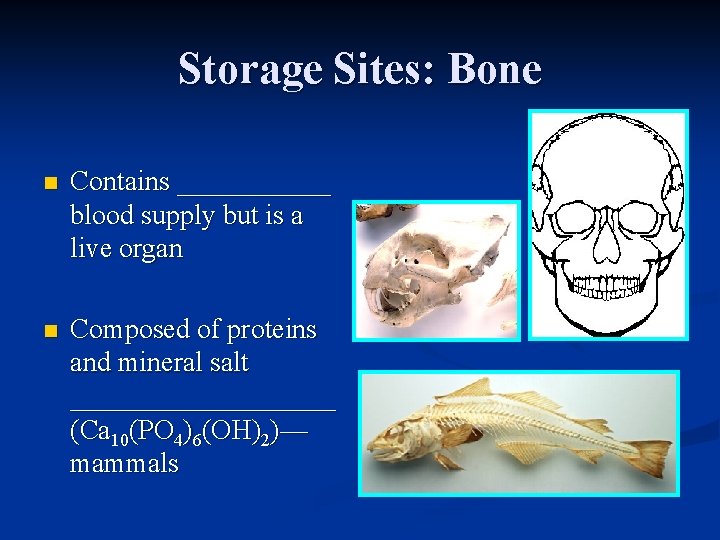 Storage Sites: Bone n Contains ______ blood supply but is a live organ n