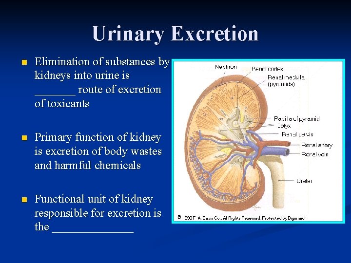 Urinary Excretion n Elimination of substances by kidneys into urine is _______ route of