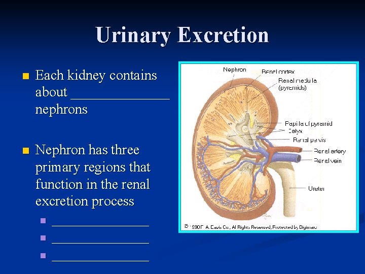 Urinary Excretion n Each kidney contains about _______ nephrons n Nephron has three primary