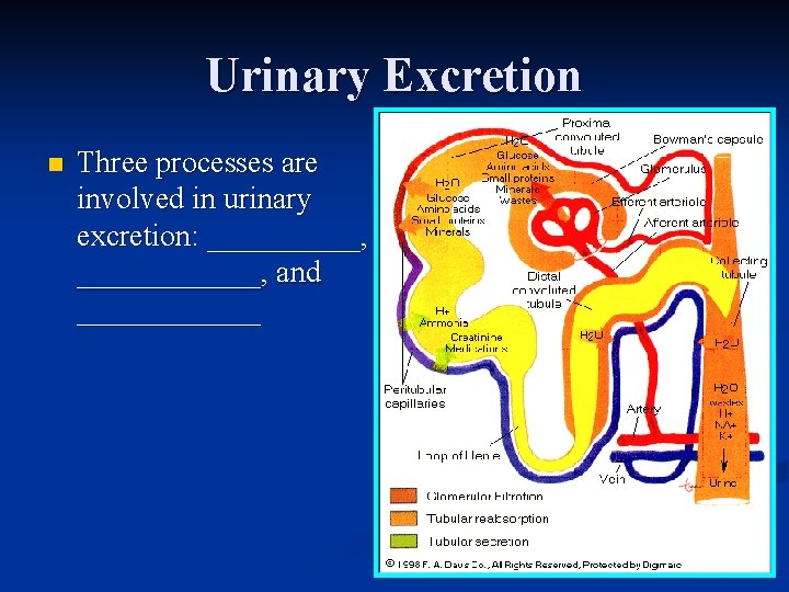 Urinary Excretion n Three processes are involved in urinary excretion: _____, ______, and ______