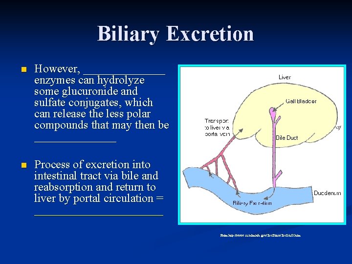 Biliary Excretion n However, _______ enzymes can hydrolyze some glucuronide and sulfate conjugates, which