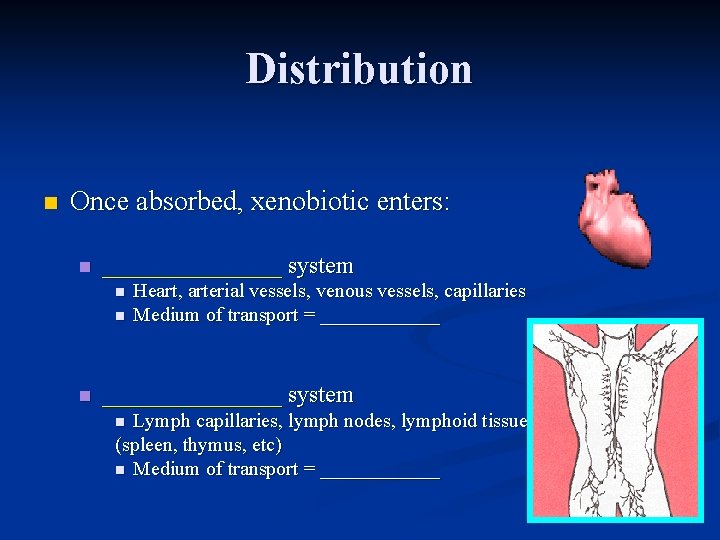 Distribution n Once absorbed, xenobiotic enters: n ________ system n n n Heart, arterial