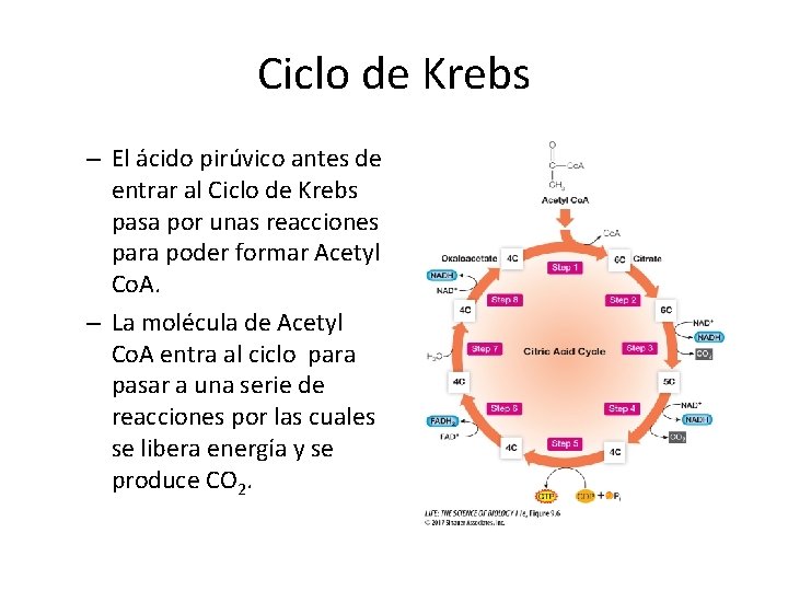 Ciclo de Krebs – El ácido pirúvico antes de entrar al Ciclo de Krebs