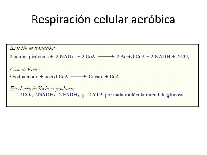 Respiración celular aeróbica 