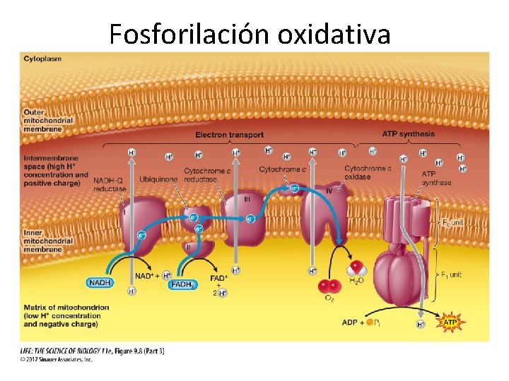 Fosforilación oxidativa 