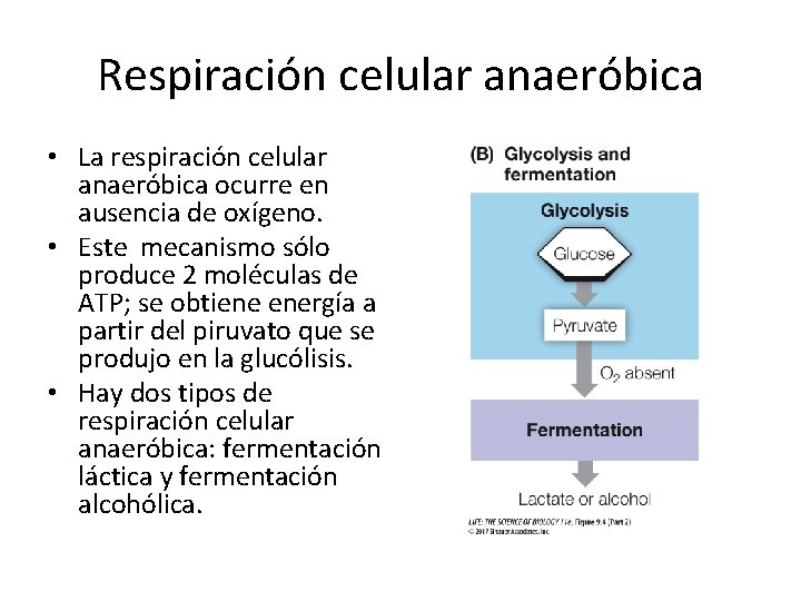 Respiración celular anaeróbica • La respiración celular anaeróbica ocurre en ausencia de oxígeno. •