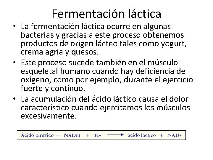 Fermentación láctica • La fermentación láctica ocurre en algunas bacterias y gracias a este