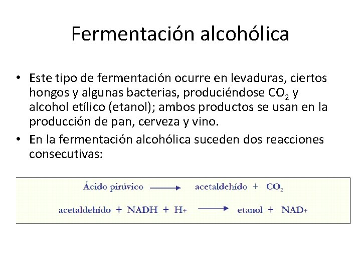 Fermentación alcohólica • Este tipo de fermentación ocurre en levaduras, ciertos hongos y algunas