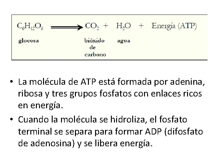  • La molécula de ATP está formada por adenina, ribosa y tres grupos