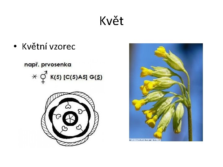 Květ • Květní vzorec 