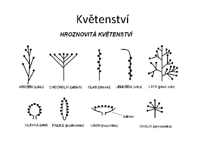 Květenství 